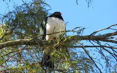 Copy of IMG_1950v.webp