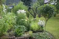 Garten 07 2012 001.webp