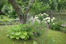 Garten 07 2012 012.webp