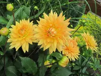 001.webp
