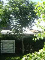 Kastanienbaum.webp