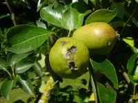 Birne3.webp