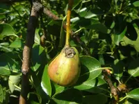 Birne4.webp