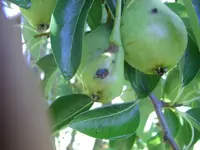 Birne5.webp