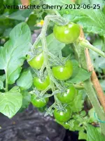 12.06.25_vertauschte_tangerine_cherry.webp