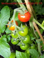 12.07.07_vertauschte_tangerine_cherry.webp