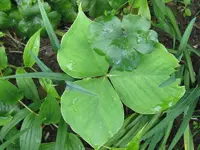 IMG_1292_800x600.webp