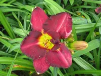 IMG_all american plum_1024x768.webp