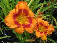 IMG_exotic isle2_1024x768.webp