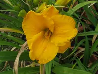 IMG_gold district_1024x768.webp