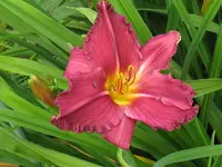 IMG_hildegard_1024x768.webp