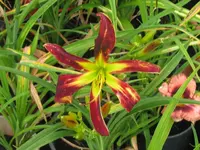 IMG_red rain_1024x768.webp