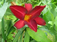 IMG_ruby wine2_1024x768.webp