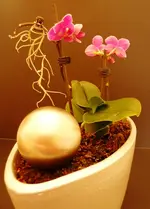 PMiniorchidee.webp