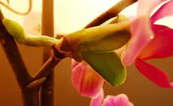 POrchidee_Kindl.webp