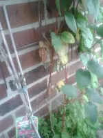 clematis2.webp