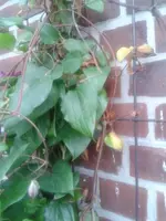 clematis3.webp