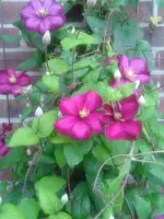 clematis4.webp