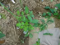 CIMG2976.webp
