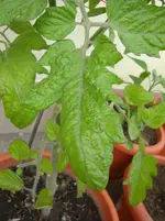 DSC03006.webp