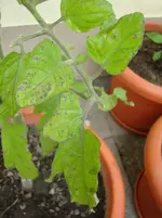 DSC03005.webp