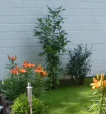 Asimina Triloba1.webp
