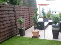 Asimina Triloba2.webp