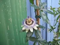 2012_0706garten120001.webp