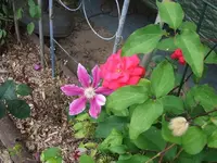 2012_0706garten120003.webp