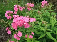 2012_0706garten120005.webp