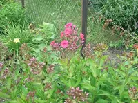 2012_0706garten120006.webp