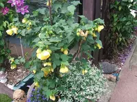 2012_0706garten120007.webp