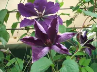 2012_0706garten120008.webp