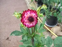 2012_0706garten120010.webp