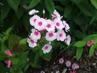 2012_0706garten120011.webp