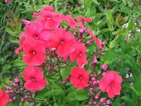 2012_0706garten120012.webp