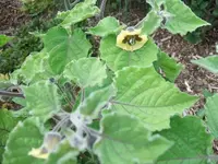 2012_0706garten120013.webp