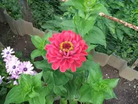 2012_0706garten120015.webp