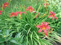 2012_0706garten120016.webp