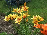 2012_0706garten120017.webp
