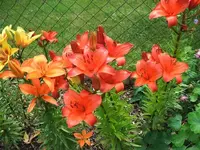 2012_0706garten120018.webp