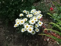 2012_0706garten120019.webp