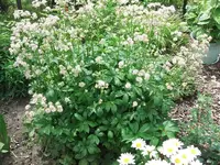 2012_0706garten120020.webp