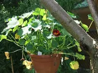 2012_0706garten120021.webp