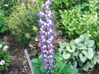 2012_0706garten120022.webp