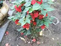 2012_0706garten120023.webp