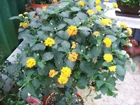 2012_0706garten120025.webp