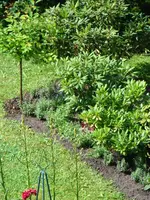 120707 Das wird die Blaue Sinfonie.webp