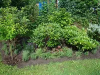 120707 Übergang der Rhodos zu den Kiefern.webp