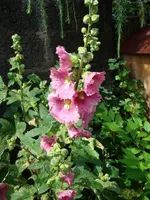 120707 Stockrosen passen hinten dran!.webp